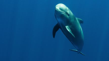 Une baleine-pilote, ou globic&eacute;phale. (CULTURA CREATIVE / AFP)