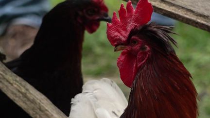 Problèmes de voisinage : une pétition pour sauver le coq Ricco dans le Nord-Isère