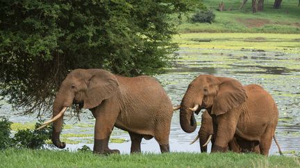 Des éléphants dans une réserve au Kenya&nbsp; (SERGIO PITAMITZ / BIOSPHOTO)