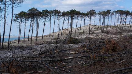 La dune du Pilat, après les incendies de La Teste-de-Buch (Gironde), le 28 février 2023. (VALENTINO BELLONI / HANS LUCAS / AFP)