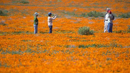 Lors de la dernière éclosion géante, en 2019, la ruée des touristes qui voulaient prendre en photo le phénomène a complètement détruit la flore de la Walker Valley en Californie. (TERRY SCHMITT / MAXPPP)