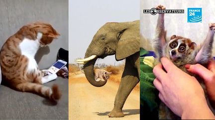 Un chat, un éléphant ou un loris... ces trois images ont été utilisées pour désinformer. (FRANCE 24)