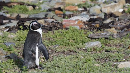 Un manchot&nbsp;à Robben Island, en Afrique du sud, le 24 mai 2016. (WOLFGANG KAEHLER / LIGHTROCKET /  AFP)