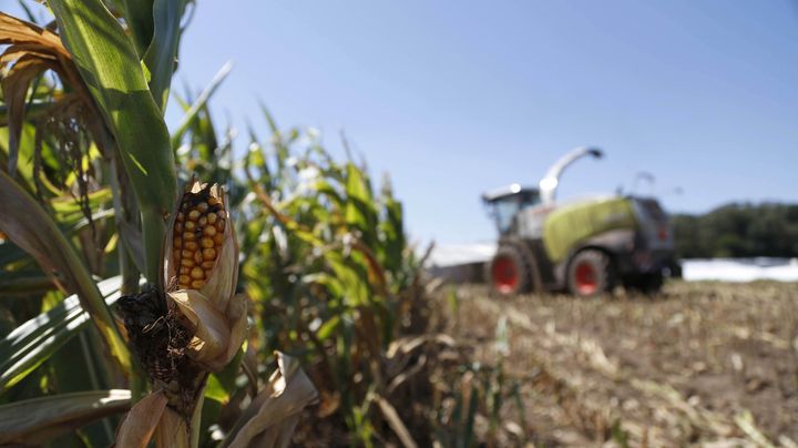 Culture de ma&iuml;s dans le Wisconsin (Etats-Unis), le 6 septembre 2012. (DARREN HAUCK / REUTERS)