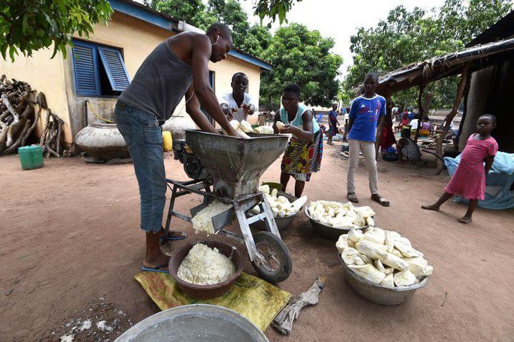 A Assounvoue (Côte d'Ivoire), le 31 mars 2018, cet homme de l'ethnie baoulé moud du manioc pour fabriquer de l'attiéké. (SIA KAMBOU / AFP)