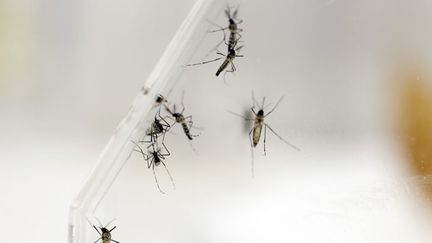 &nbsp; (Des moustiques Aedes Aegypti étudiés dans un laboratoire du CDC à San Juan (Puerto Rico) © MaxPPP)