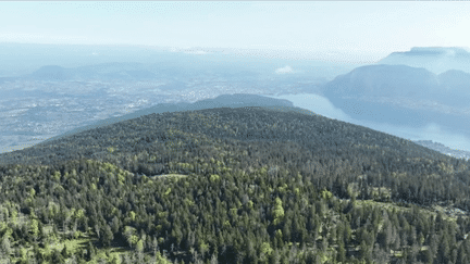 Réchauffement climatique : les forêts françaises suffoquent (France 2)