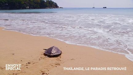 Envoyé spécial. Avec le Covid et l'absence des touristes, les tortues sont de retour sur les plages de Thaïlande (ENVOYÉ SPÉCIAL  / FRANCE 2)