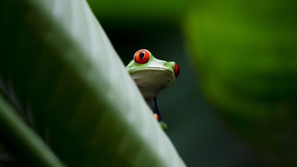 Grenouille rainette aux yeux rouges, une espèce protégée et menacée, La Paz, le 25 juillet 2018. (VINCENT ISORE / MAXPPP)