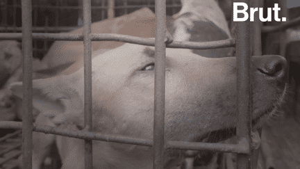 VIDEO. Des chiens et des chats tués pour être mangés sur certains marchés indonésiens