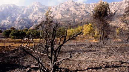 Reproduction d'une photo de l'incendie qui avait dévasté le massif Sainte-Victoire en août 1989 (MERCIER SERGE / MAXPPP)