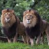 Deux lions observent les visiteurs depuis leur enclos lors de la réouverture du parc zoologique national de Washington, aux Etats-Unis, le 24 juillet 2020, après sa fermeture en mars en raison de la pandémie de Covid-19. (ANDREW CABALLERO-REYNOLDS / AFP)