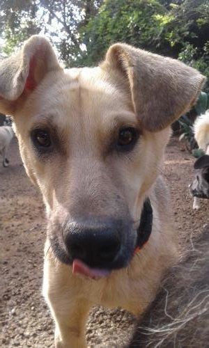 Yoschi est un chien mâle rescapé de Roumanie. Il est à La ferme des rescapés depuis trois ans et est désormais à l'adoption. (DR)