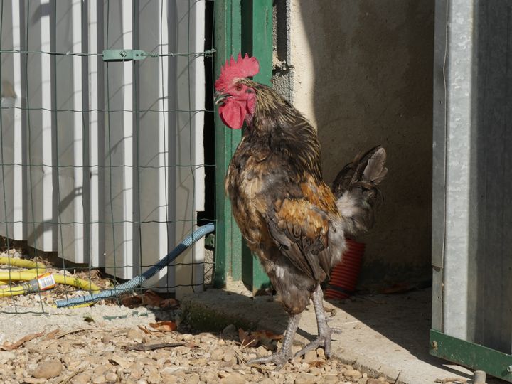 Singing rooster (even if you don't have the sound...) (ISABELLE MORAND / RADIO FRANCE / FRANCE INFO)