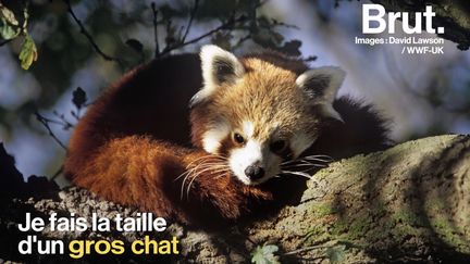 Qui est vraiment le panda roux, l'animal préféré des internets ?