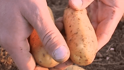 Alimentation : la Pompadour, reine des pommes de terre