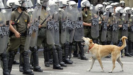 Le chien le plus c&eacute;l&egrave;bre des manifestations &agrave; Ath&egrave;nes (Gr&egrave;ce), le 15 juin 2011. (PASCAL ROSSIGNOL / REUTERS)