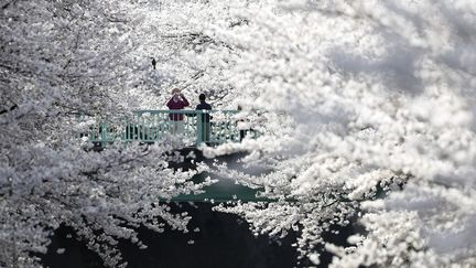 Un couple fait des photos au milieu des cerisiers en fleurs &agrave; Tokyo (Japon), le 31 mars 2014. (© TORU HANAI / REUTERS)