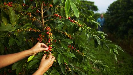 Plantation de café à Hawaii (Etats-Unis) en 2005. Illustration (MAXPPP)