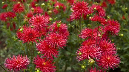 Le retour du dahlia cactus dans nos jardins. (Garden Photo World / David C. Phillips / GETTY IMAGES)