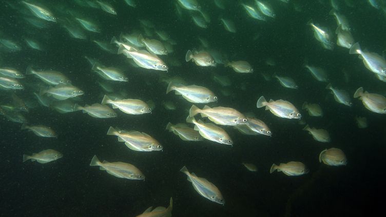 A school of pouts in the Atlantic Ocean.  (GUILLEN AMAR AND ISABELLE / MAXPPP)