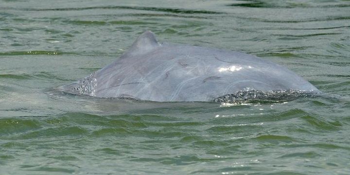 Un dauphin dans les eaux du Mékong au Cambodge. (TANG CHHIN SOTHY / AFP)