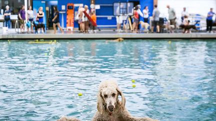 Un chien profite d'une piscine ouverte sp&eacute;cialement aux canid&eacute;s l'espace d'une journ&eacute;e (avant fermeture pour vidange) &agrave; Seattle (Washington, Etats-Unis), le 17 ao&ucirc;t 2014. (JORDAN STEAD / AP / SIPA)