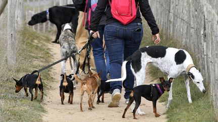 Des randonneurs promènent leur chien à Guidel, dans le Morbihan, le 3 setpembre 2019. (MAXPPP)