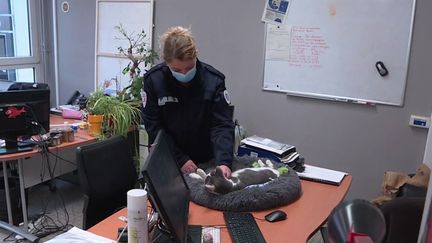 Montbéliard&nbsp;: le chat "Sirène", devenue la mascotte du commissariat&nbsp; (France 3)