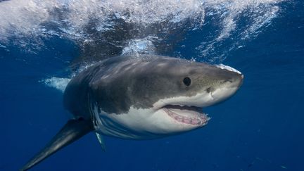 Le requin blanc rencontr&eacute; par le p&ecirc;cheur mesurait 4,50 m&egrave;tres. L'animal s'est ensuite attaqu&eacute; &agrave; un zodiac qui est arriv&eacute; sur les lieux.&nbsp; (IMAGE SOURCE / AFP)