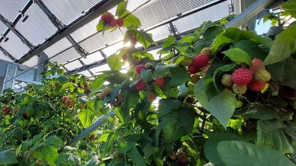 Mathieu Ackerman, co-fondateur de l’entreprise Insolight, a fabriqué les panneaux solaires intelligents déployés sur 165&nbsp;m² de fruits rouges,&nbsp;dans le canton du Valais, en Suisse. (INSOLIGHT)