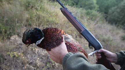 Un faisan lors de l'ouverture de la chasse à Draguignan, le 14 septembre 2009.&nbsp; (CAROLA CZERNECKI  / MAXPPP)