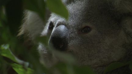 Zoo de Beauval : derniers préparatifs avant la grande réouverture