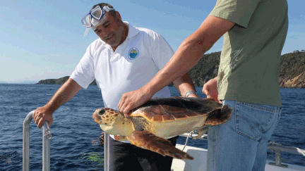  (Une tortue Caretta Caretta, dite tortue Caouanne, relachée en 2007 dans le Parc National de Port-Cros  © MaxPPP)