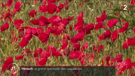 Les champs de coquelicots sont particulièrement nombreux cette année. Des fleurs sauvages aussi belles qu’éphémères.