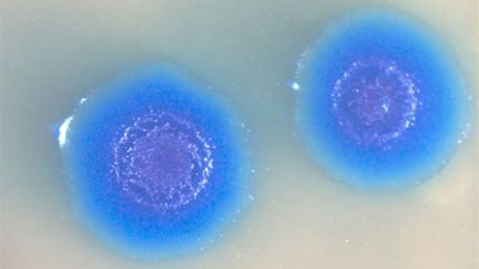 Deux cellules Mycoplasma mycoides - photo non datée par le laboratoire de Craig Venture (AFP J. Craig Venture Institute)