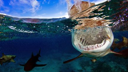 Un requin-tigre, l'une des esp&egrave;ces dangereuses pour l'homme, dans les eaux des Bahamas, le 10 juillet 2013. (ZACH RANSOM / CATERS NEWS / SIPA)