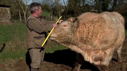 Salon de l’Agriculture : un éleveur prépare son taureau pour le concours général d’élevage (CAPTURE D'ÉCRAN FRANCE 3)