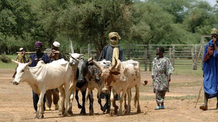 ​Des éleveurs de l'ethnie Bella emmènent leurs vaches au marché de Gorom-Gorom, dans le Sahel burkinabè. (PHILIPPE ROY / AURIMAGES / AFP)