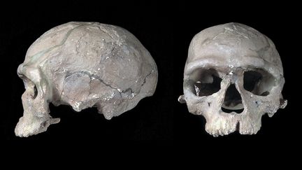 Moule d'un crâne d'Homo sapiens, en l'occurrence celui d'un homme adulte, découvert (en 1961) à Djebel Irhoud au Maroc. (MARY EVANS/SIPA)