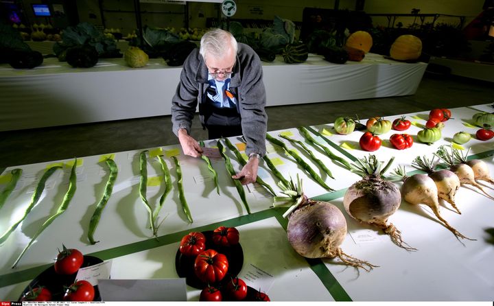 Un membre du jury mesure des cosses de petits pois lors du "Autumn flower show" &agrave; Harrogate (Royaume-Uni), le 13 septembre 2013. (LORNE CAMPBELL / GUZELIAN / SIPA)