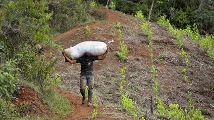 Champ de culture de la coca dans les montagnes de Cauca, en Colombie, le 9 décembre 2013. (AFP/Philippe Zygel)