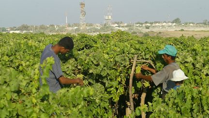 Des agriculteurs palestiniens cultivent le raisin dans la bande de Gaza, le 11 août 2003.&nbsp; (MOHAMMED ABED / AFP)