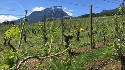 Le vignoble d'Apremont est le plus touché : 300 hectares sont détruits. (SARAH GILMANT / RADIO FRANCE)