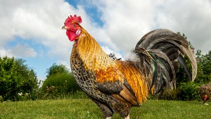 Illustration d'un coq dans une ferme du Nord. (PHILIPPE HUGUEN / AFP)