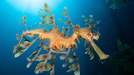 Un poisson lion photographié dans la Mer rouge au large de l'Égypte. (MEDIA DRUM IMAGES / MAXPPP)