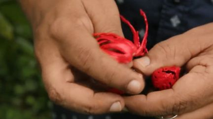 La fleur de muscade. (FRANCE 2)