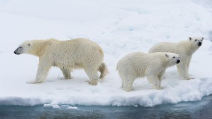 Une femelle ours polaire et ses deux petits se promènent sur la banquise, le 5 juillet 2016, sur l'archipel de Svalbard, en Norvège.&nbsp; (ROBERT HARDING PREMIUM / AFP)