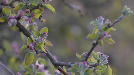 Agriculture : la crainte du retour du gel