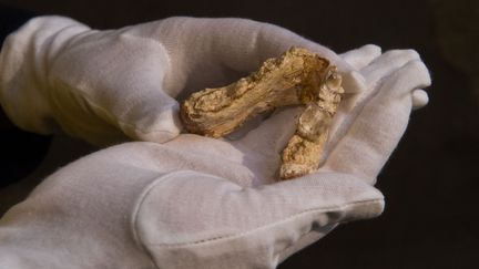 Machoire inférieure d'un hominidé Graecopithèque trouvé en Allemagne en mai 2017.
 (MARIJAN MURAT / DPA / AFP)